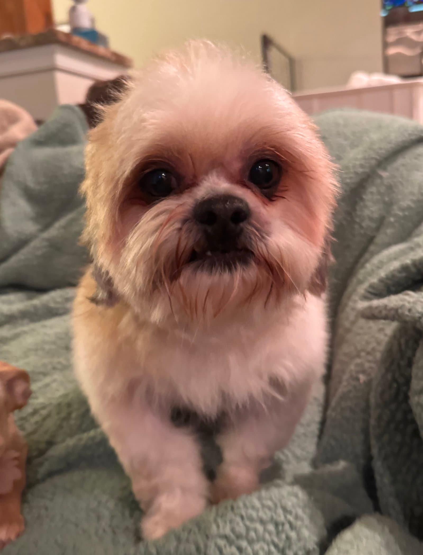 Romeo In Foster - Shih Tzu