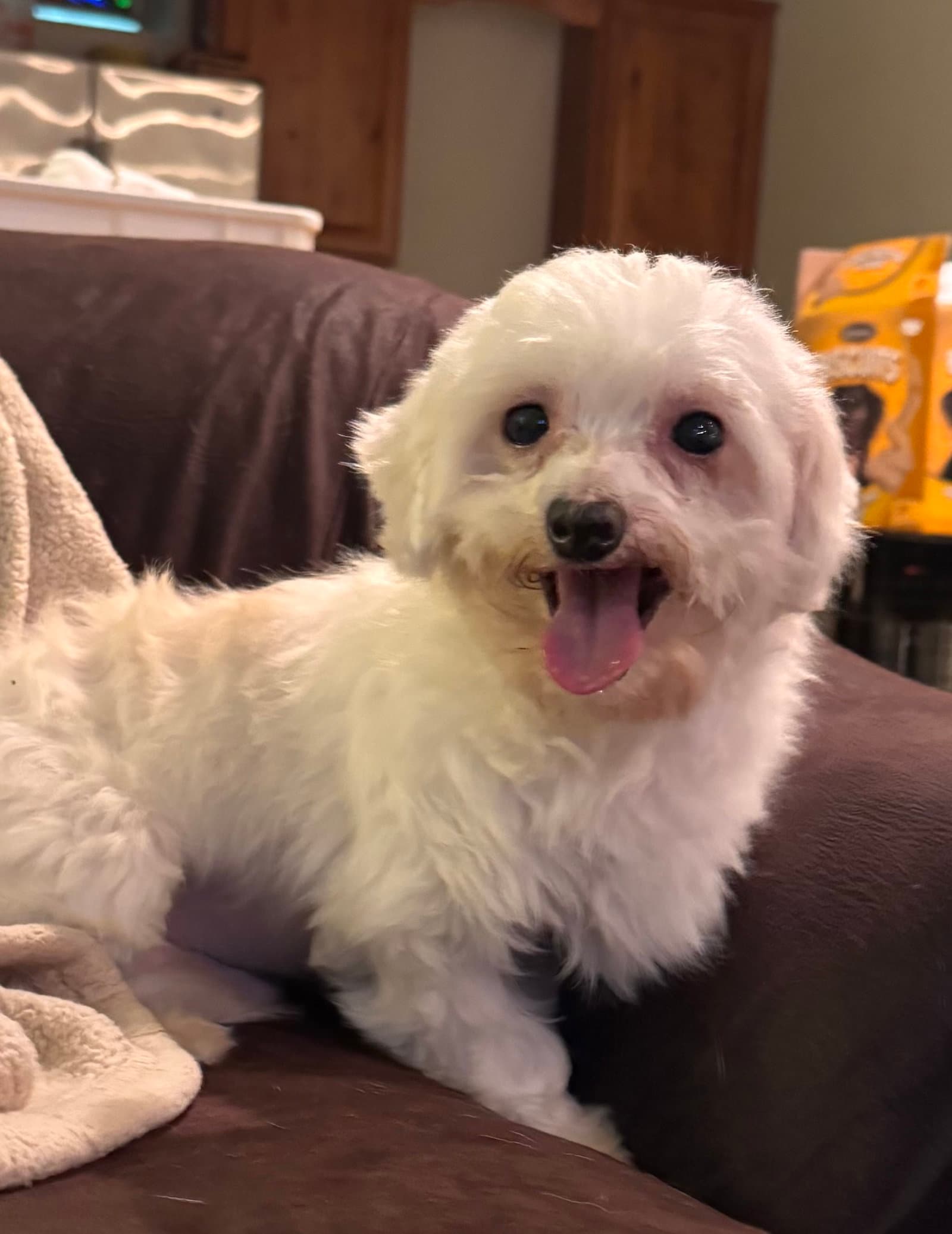 Heff In Foster - Maltese