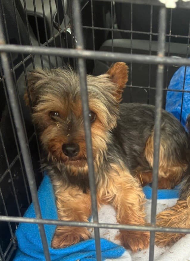 Ivy In Foster - Yorkshire Terrier Yorkie