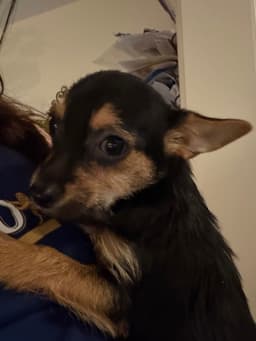 Mochi In Foster image 1