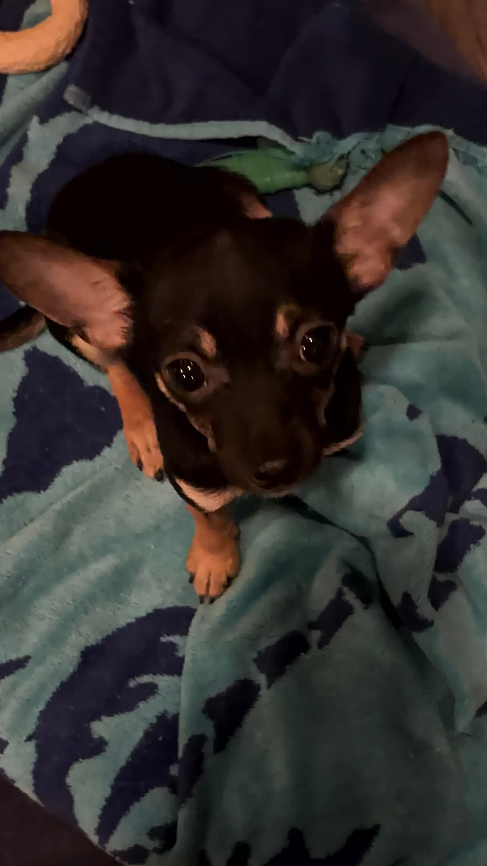 Phish In Foster - Chihuahua