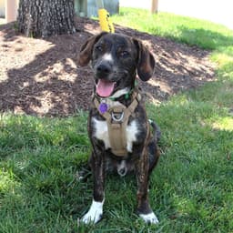 Logan's Pup Gill image 2