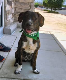 Logan's Pup Gill image 1