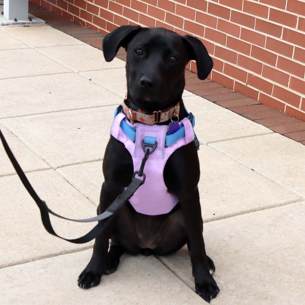 Maci - Labrador Retriever