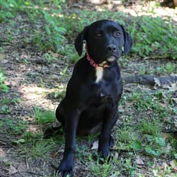 Granny's Pup Shelley image 1