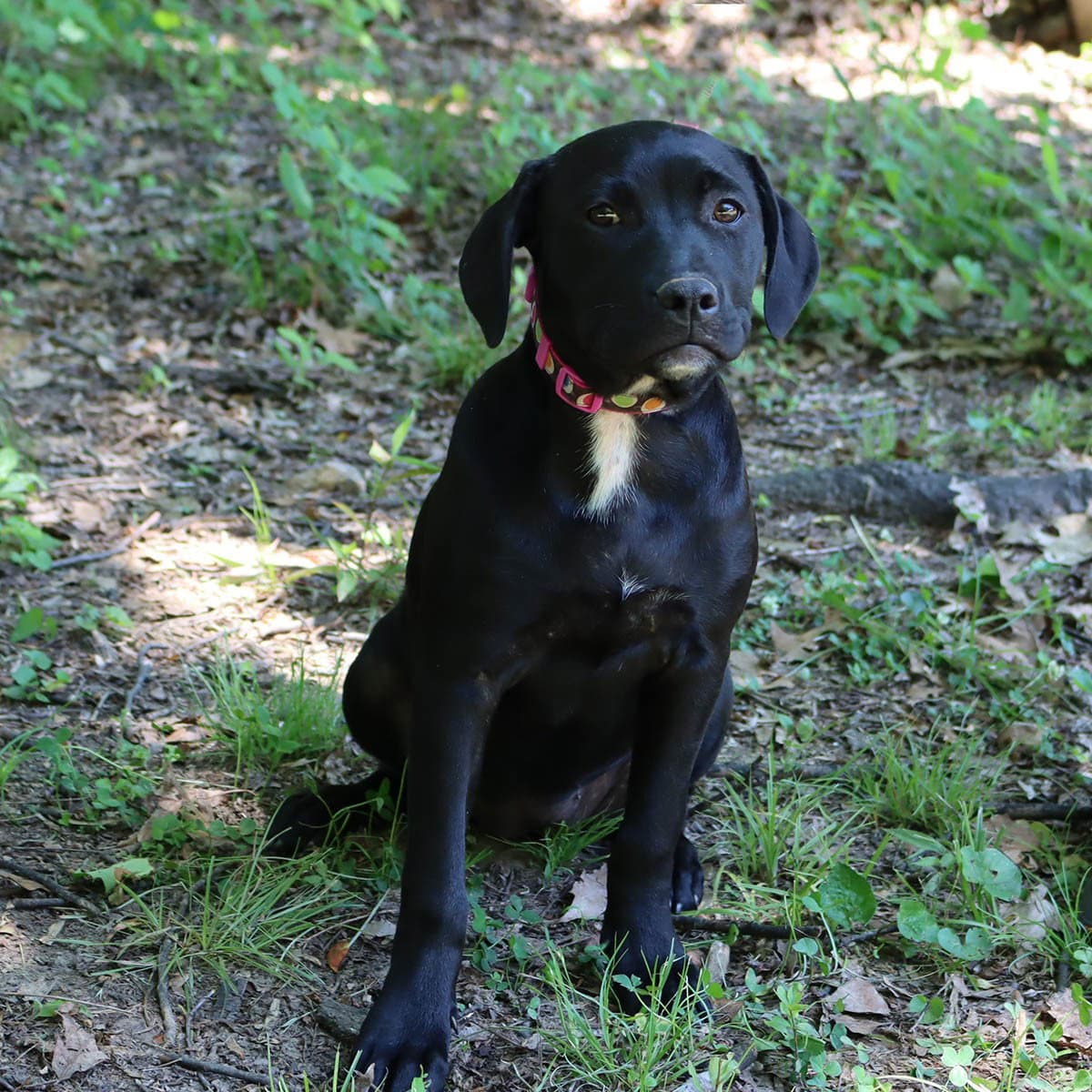 Granny's Pup Shelley - Labrador Retriever