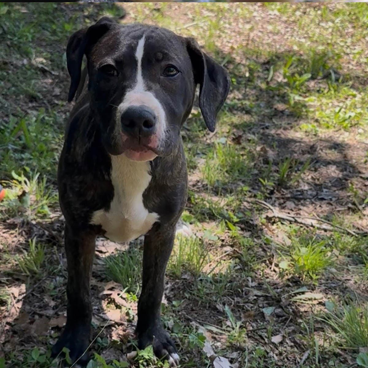 Saved By Grace Blossom - Labrador Retriever