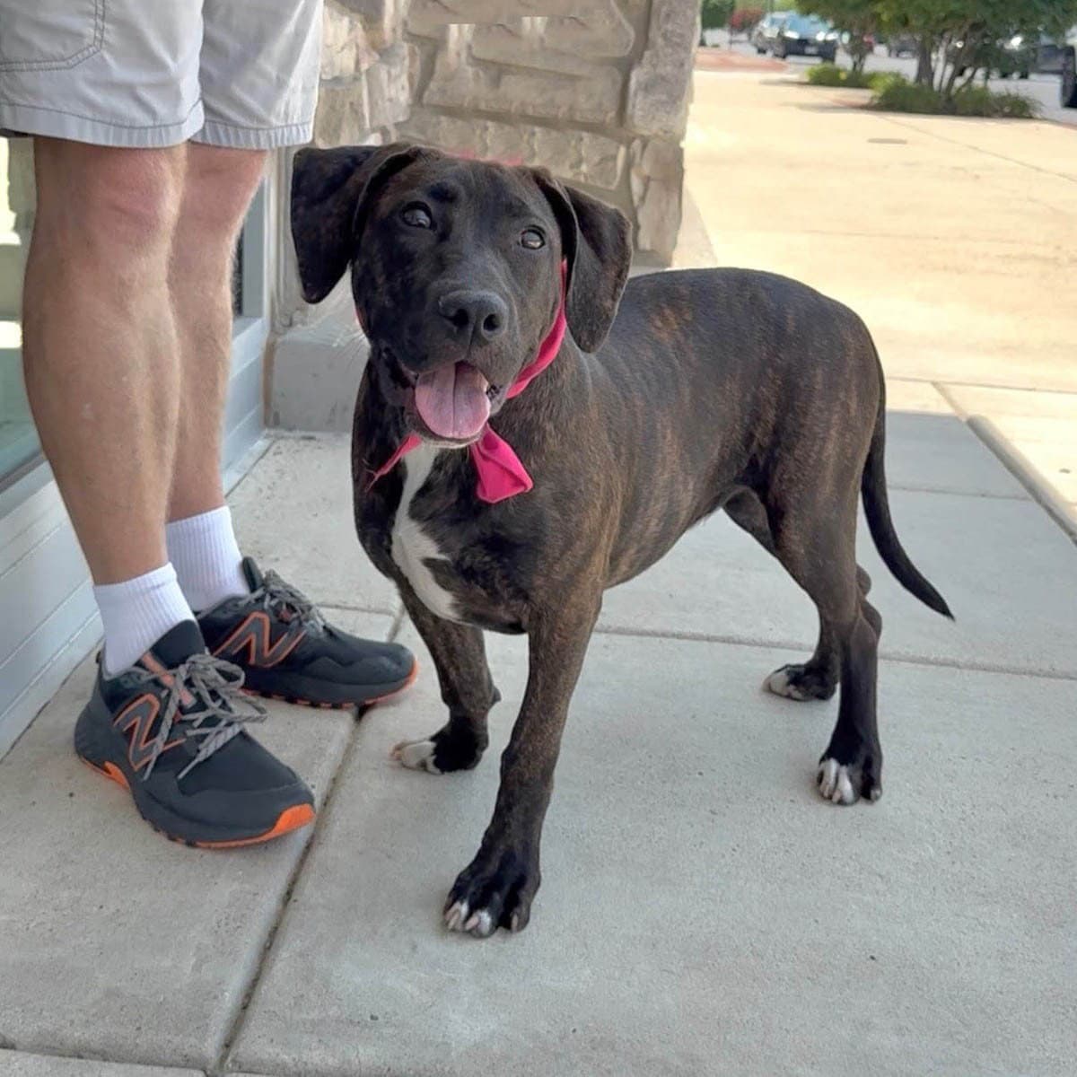 Saved By Grace Mopsy - Labrador Retriever