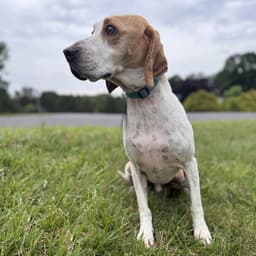 Ziggy image 1