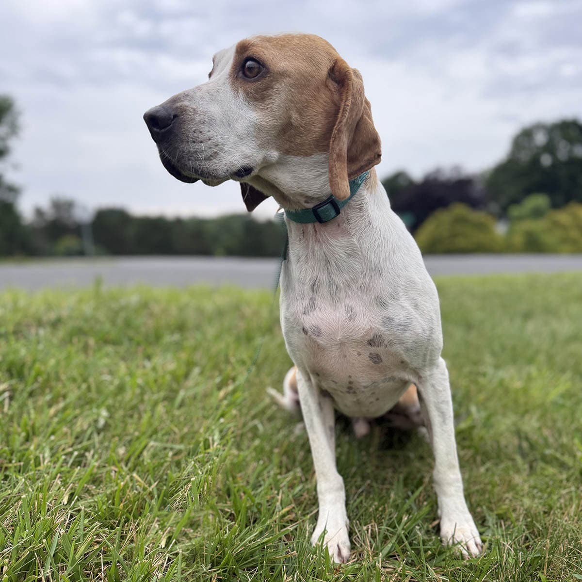 Ziggy - Beagle