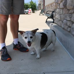 Penny's Pup Parkerrooney image 4