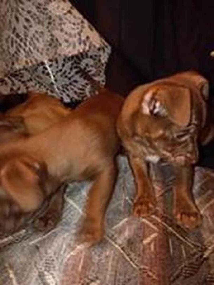 Four Chis - Chihuahua