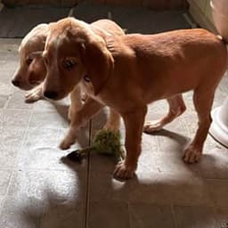 Patricia's Pup image 1
