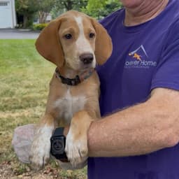 Patricia's Pup image 3