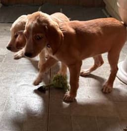 Patricia's Pup image 1