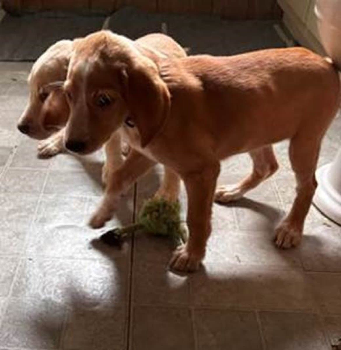 Patricia's Pup - Labrador Retriever