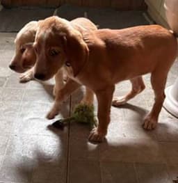 Patricia's Pup image 2