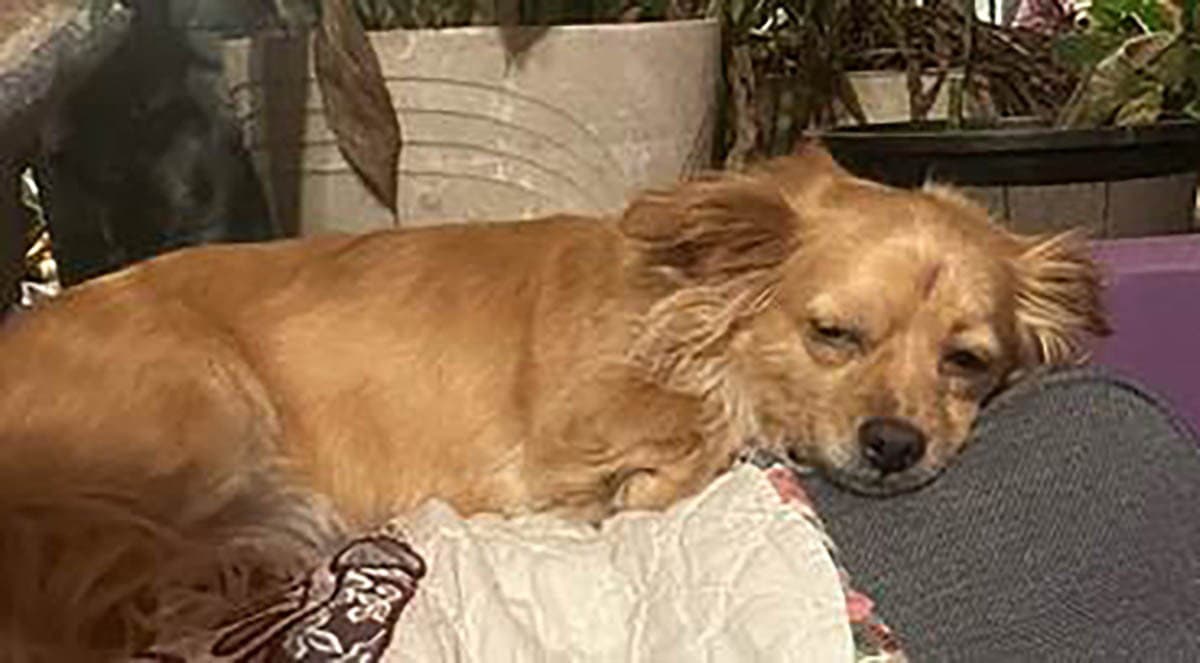Sammy - Chihuahua