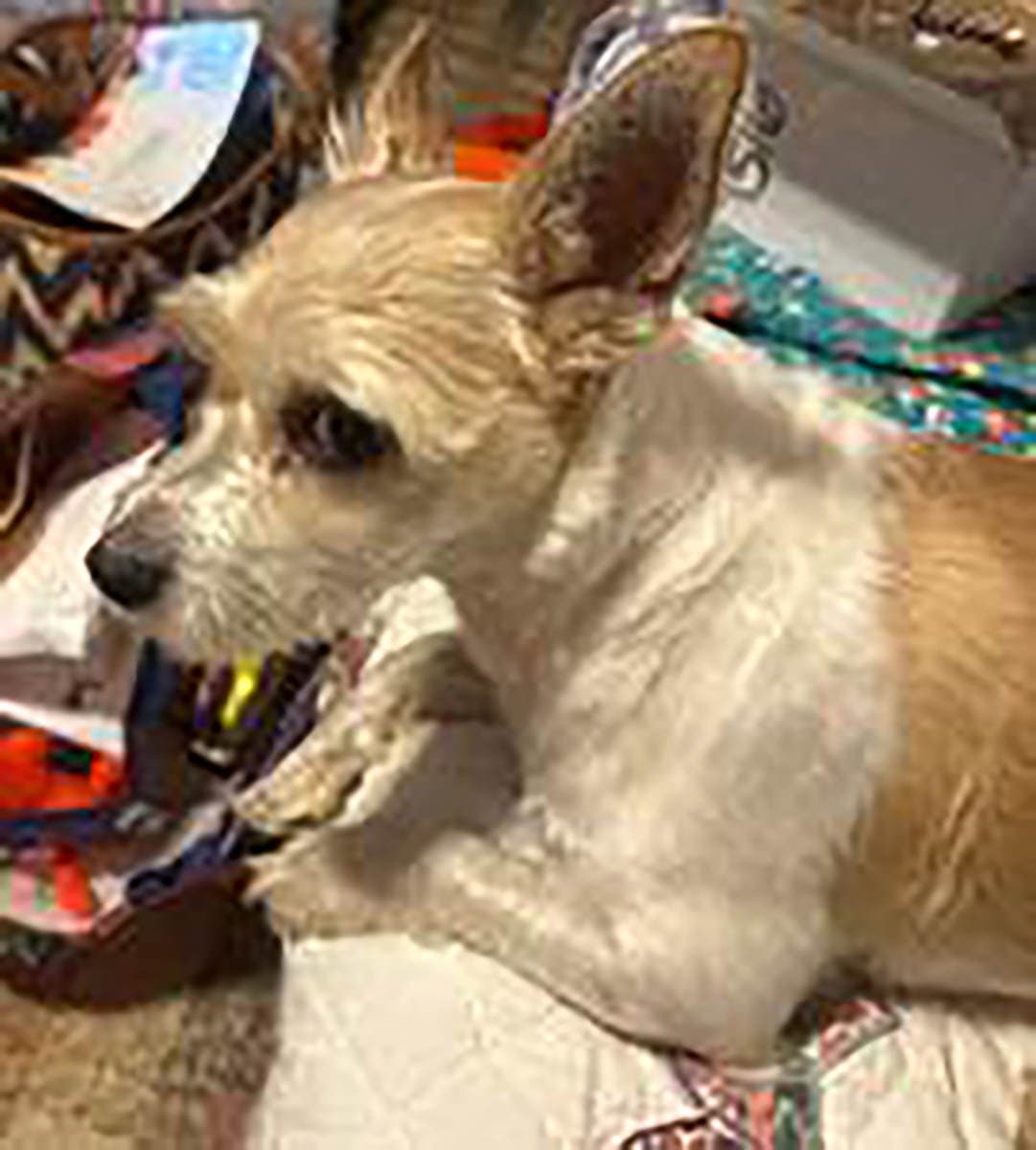 Lola - Chihuahua