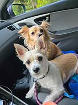 Lola image 2