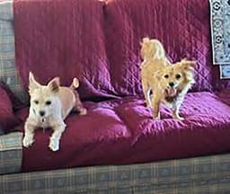 Lola image 3