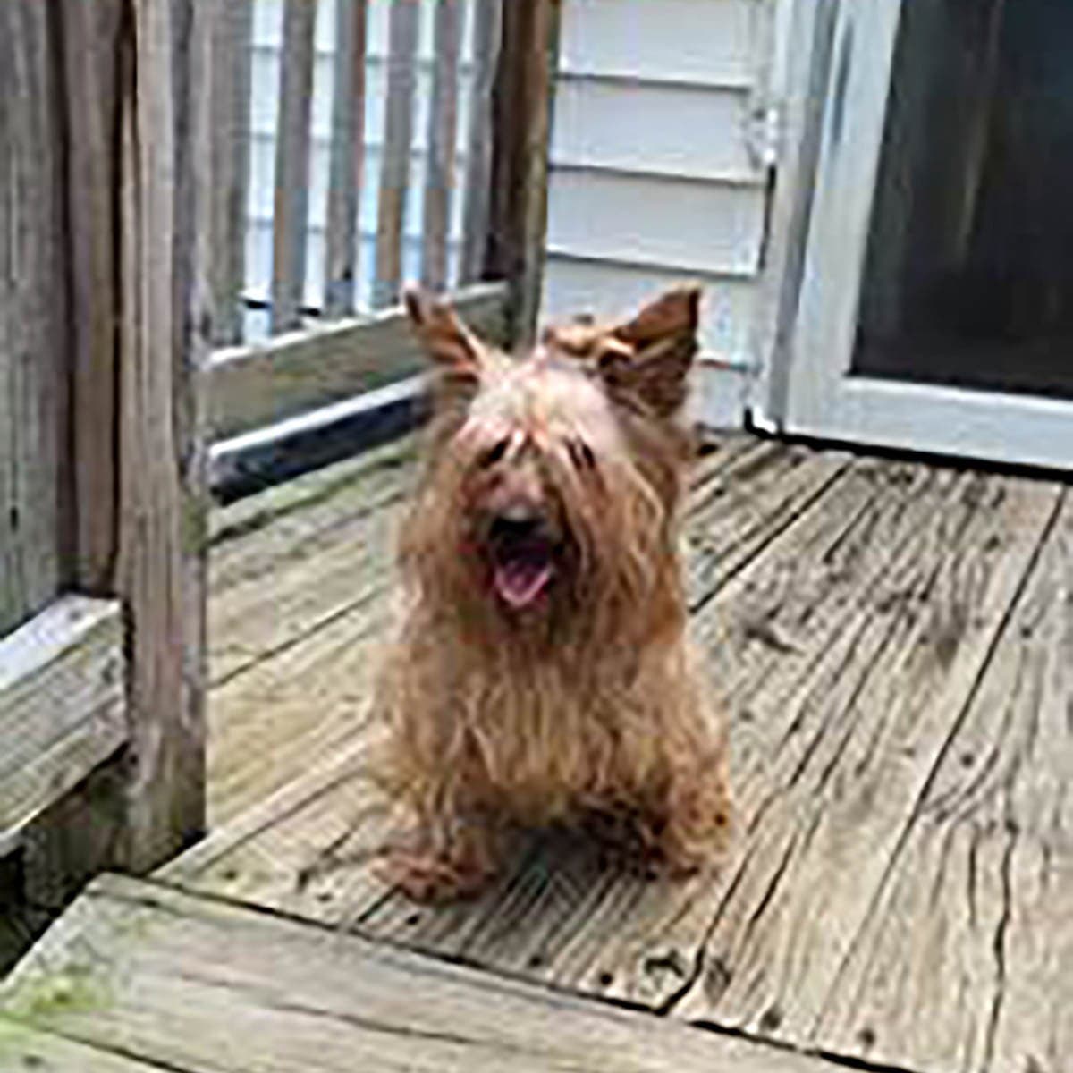 Yorkie - Yorkshire Terrier Yorkie