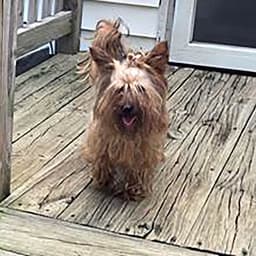 Yorkie image 2
