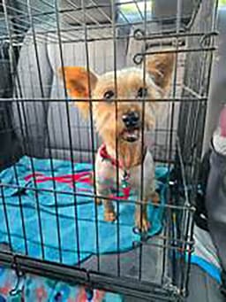 Yorkie image 3
