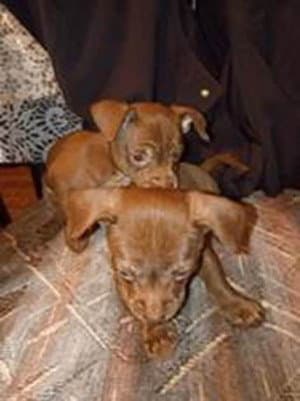 Four Chis - Chihuahua