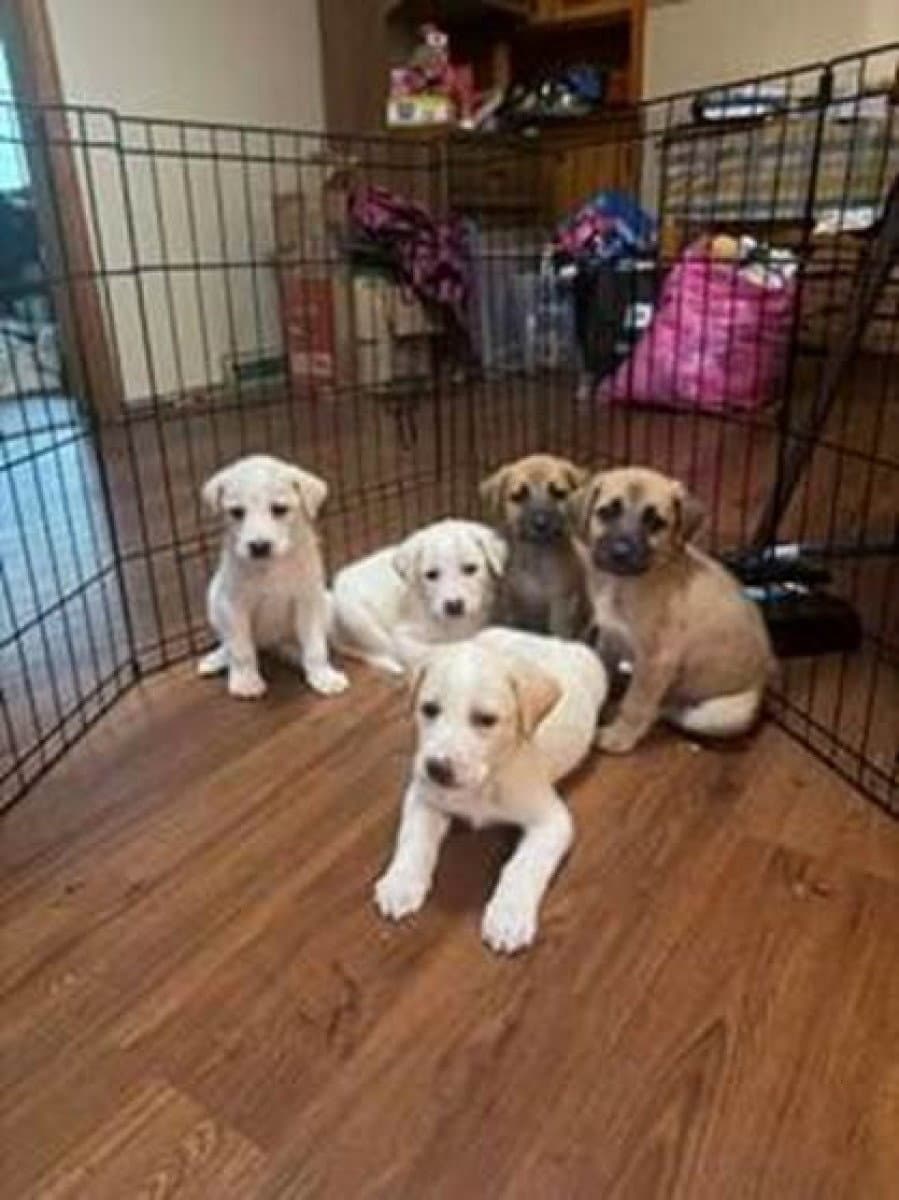 Beautiful Five D - Great Pyrenees