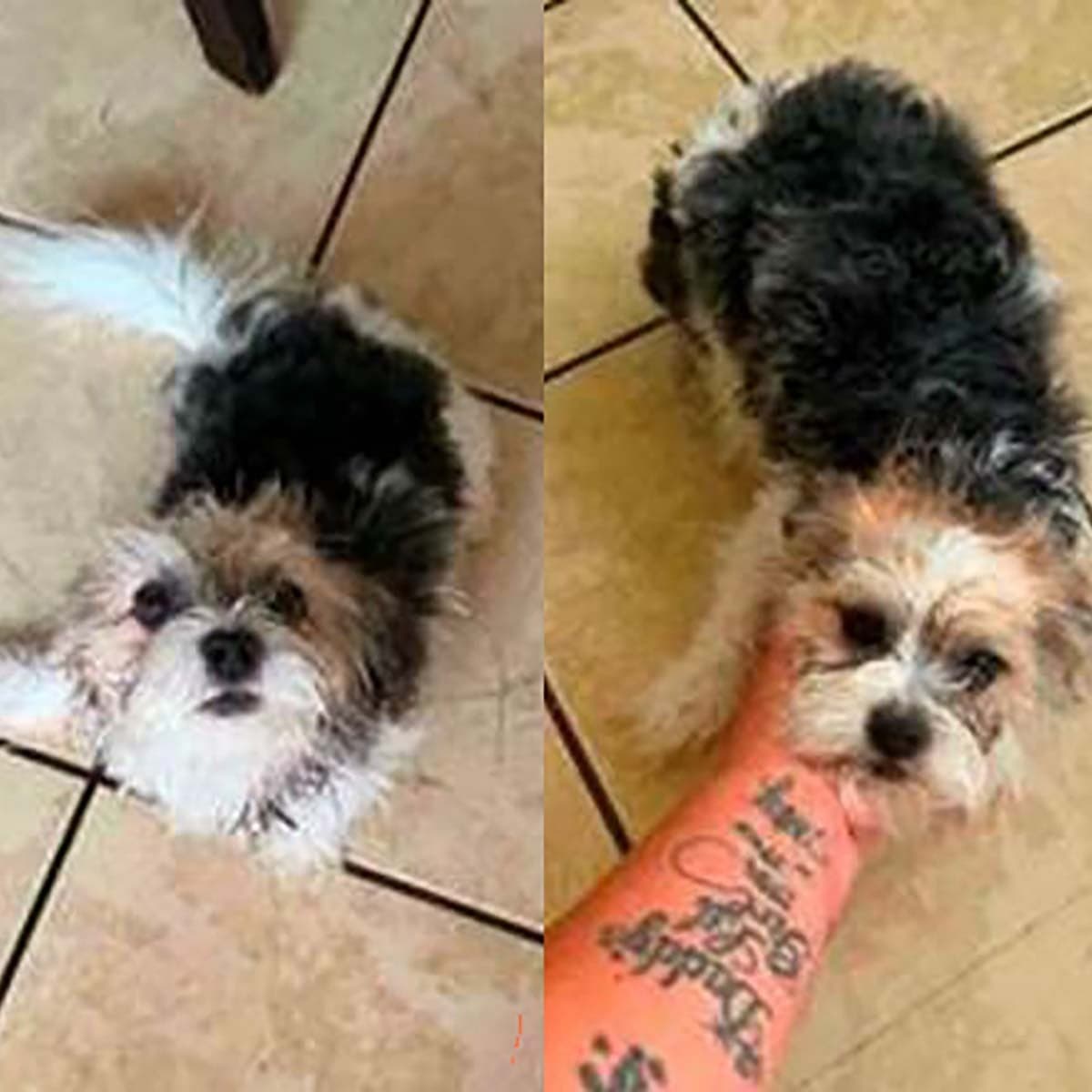 Cookie - Shih Tzu