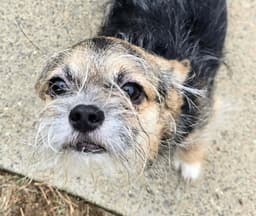 Gizmo image 2