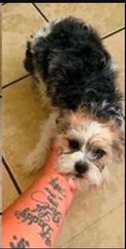 Gizmo image 3