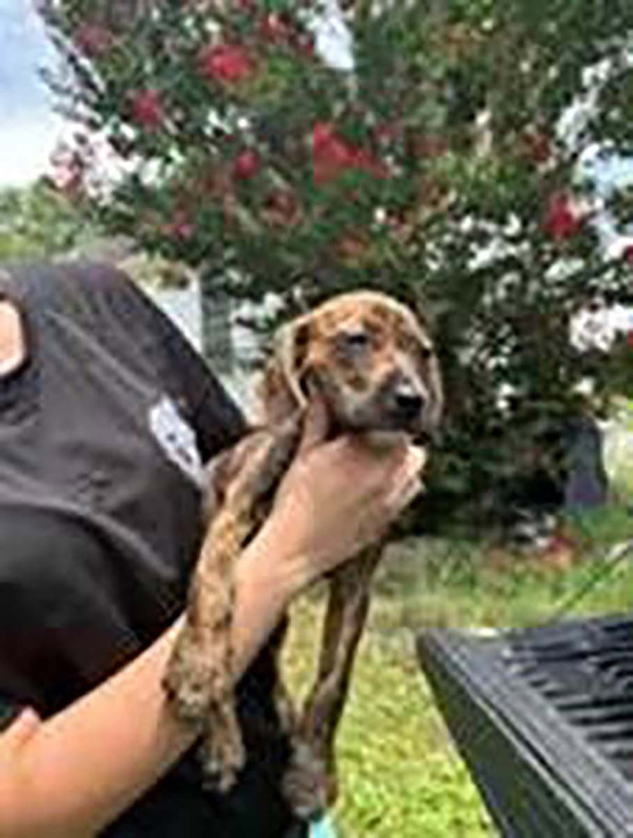 Five Beagle Pups - Beagle