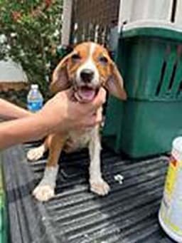 Five Beagle Pups image 1