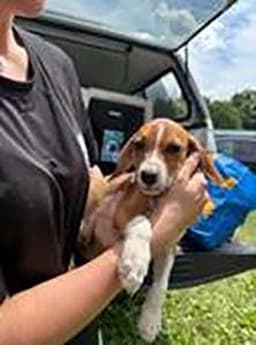 Five Beagle Pups image 2