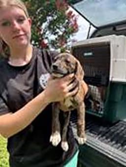 Five Beagle Pups image 1