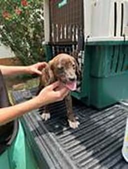 Five Beagle Pups image 2