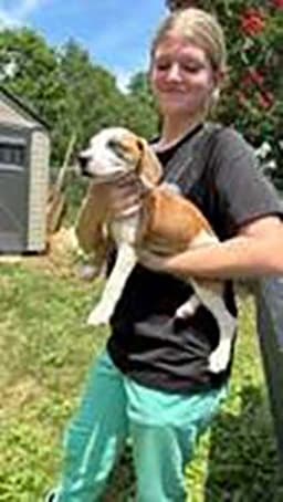 Five Beagle Pups image 1