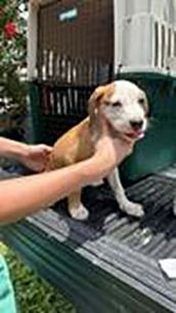 Five Beagle Pups image 2