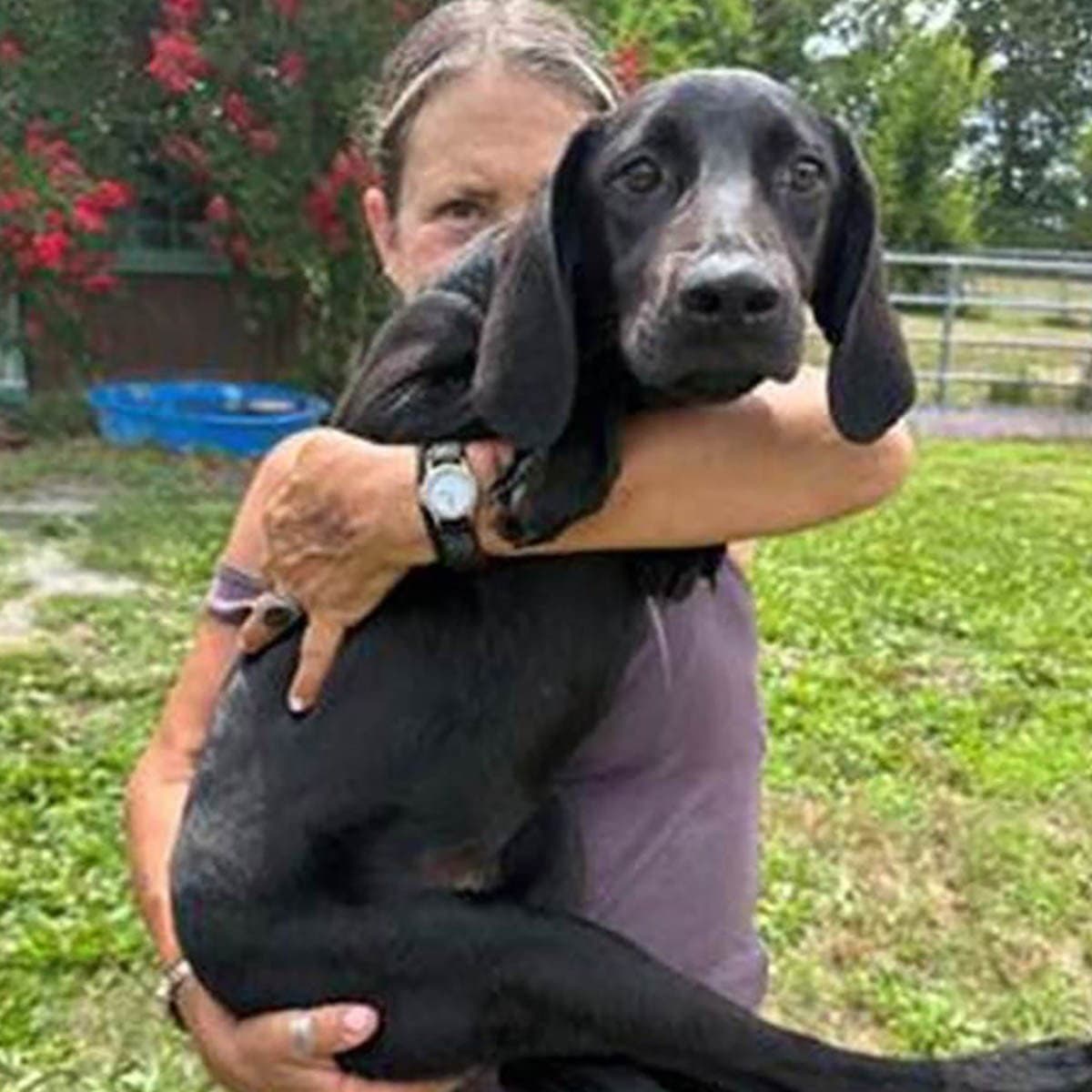 Birdie - Labrador Retriever