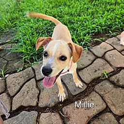 Little Millie image 1