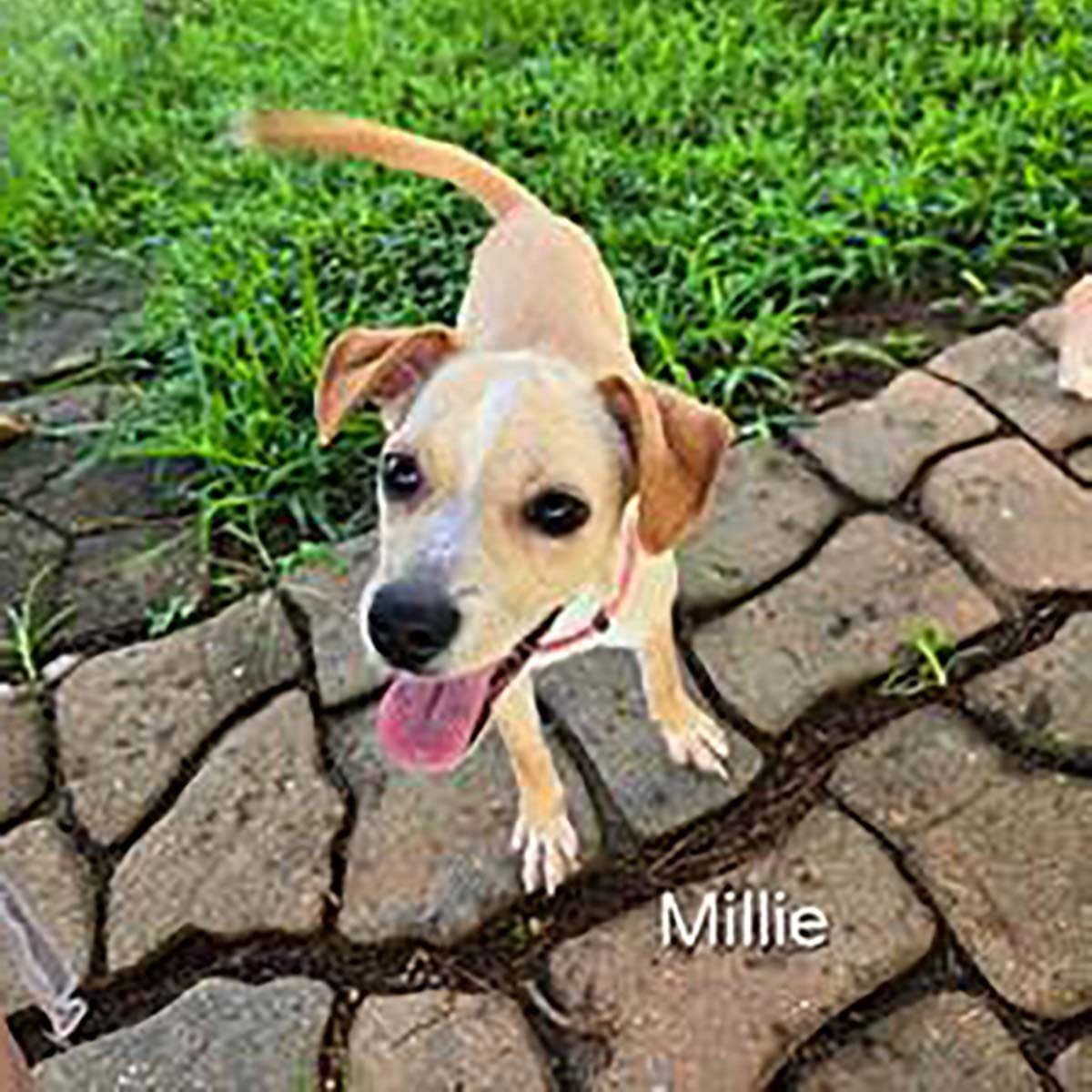 Little Millie - Chihuahua