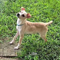Little Lillie image 2