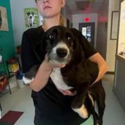 Lucy image 1