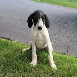 Wirehaired Terrier Luna image 2