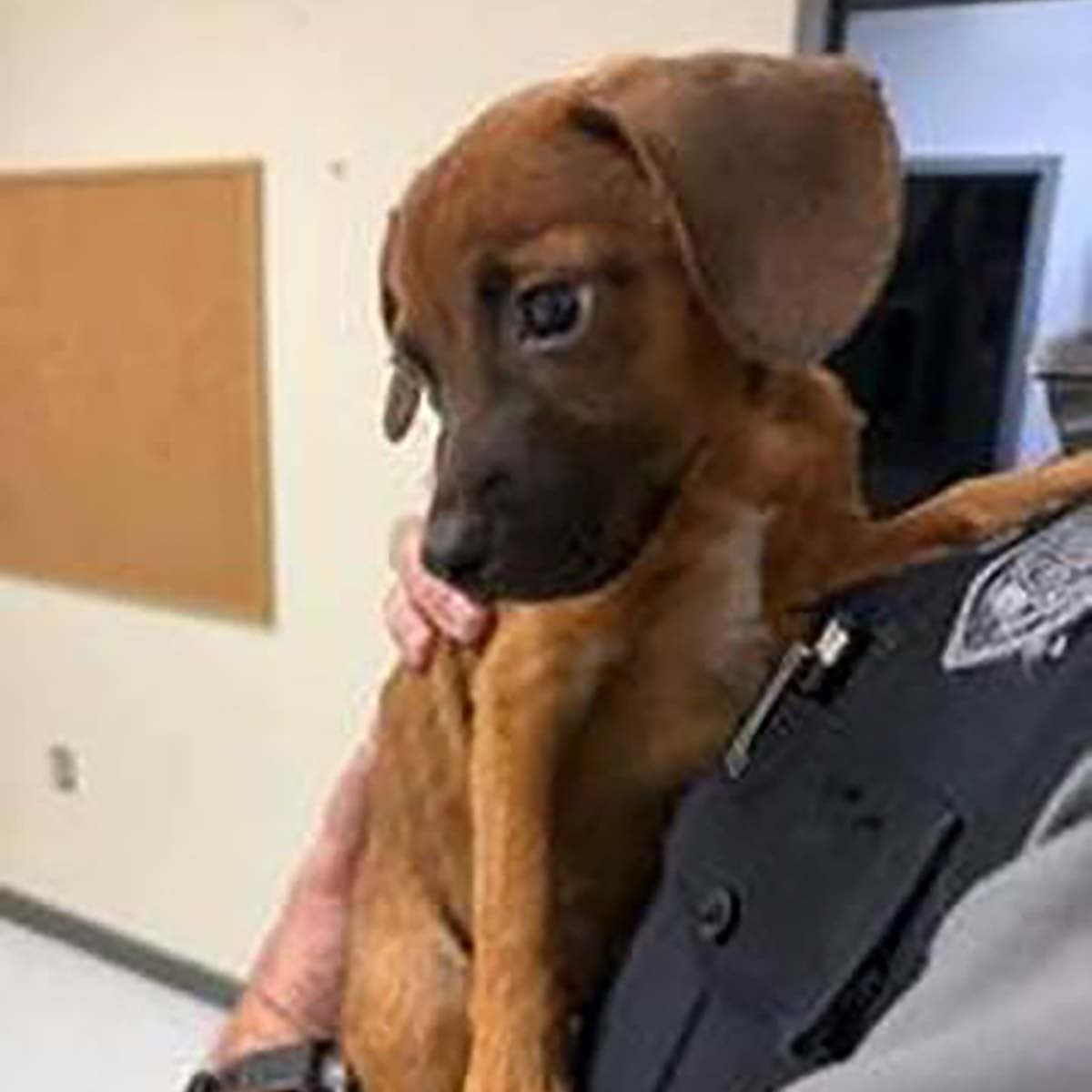 Mickey - Dachshund