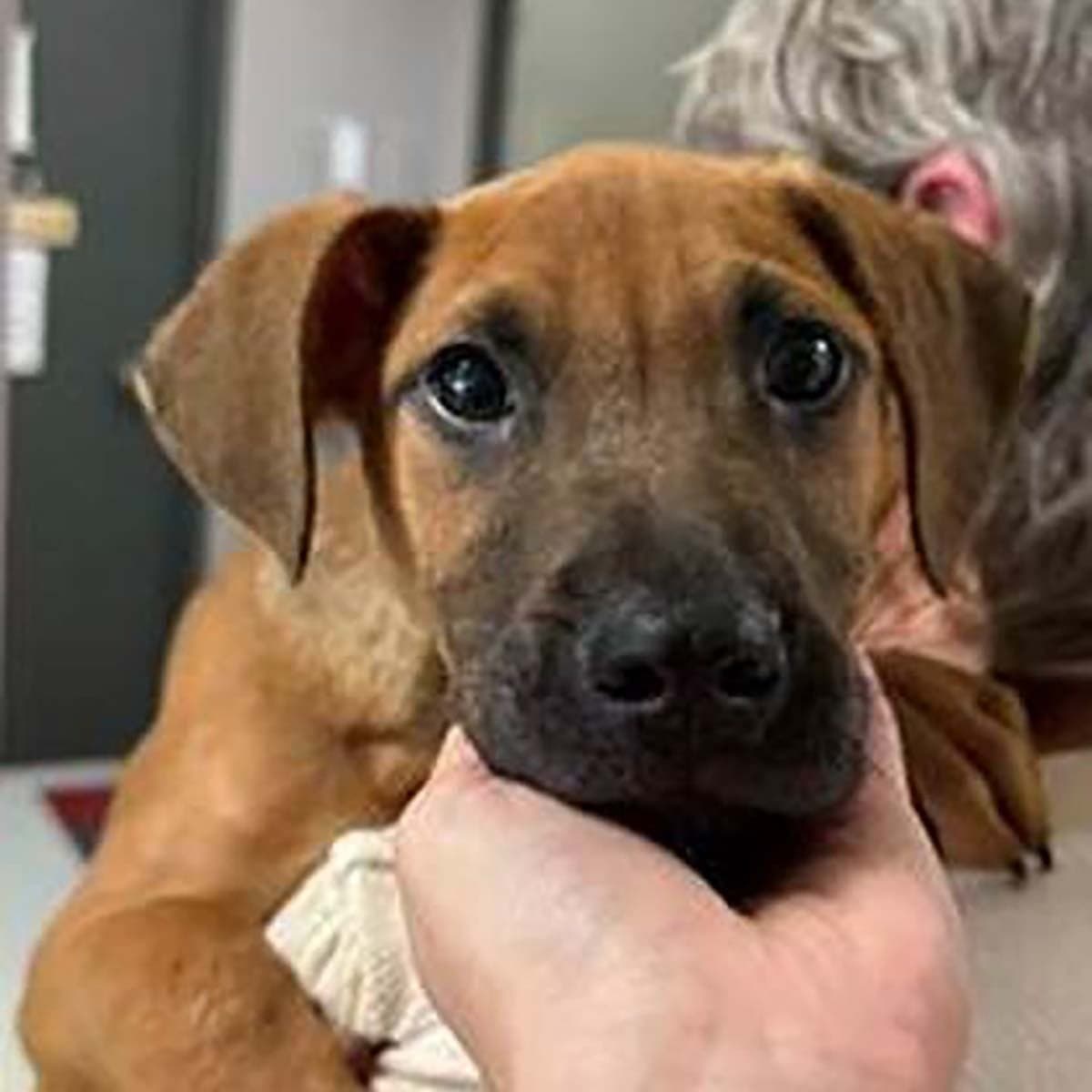 Boxer Mix Pup - Boxer