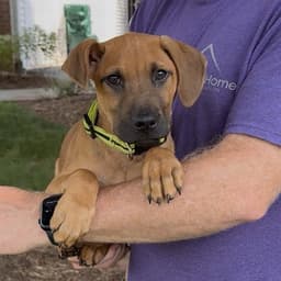 Boxer Mix Pup image 3