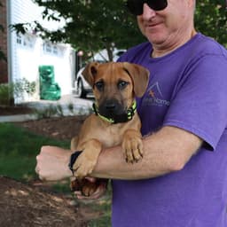 Boxer Mix Pup image 4